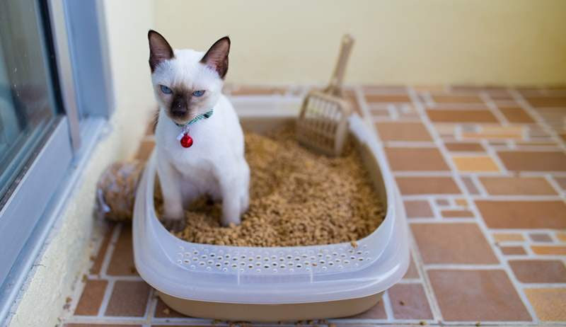 Ini Dia Tips Jitu Menghilangkan Bau Kotoran Kucing di Rumah 