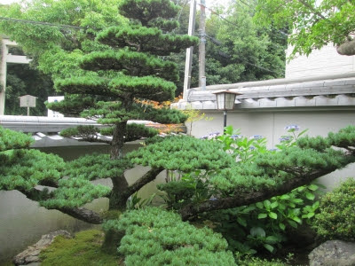 お庭の紫陽花 やわた走井餅老舗のブログ