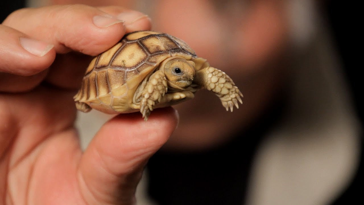 3 Care Tips for Sulcata Tortoises | Pet Reptiles - YouTube