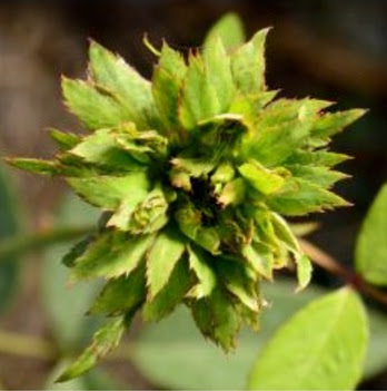Tanaman Mawar  Hijau  Green Rose BibitBunga com
