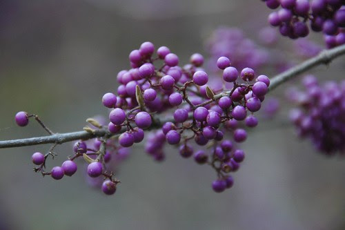 Callicarpa bodinieri var. giraldii