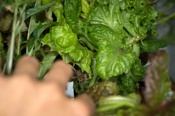 Red lettuce is grown inside the Columbus module aboard the International Space Station.