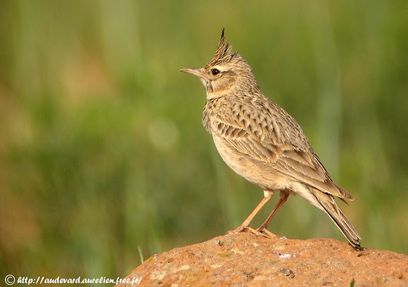 Cochevis Huppé