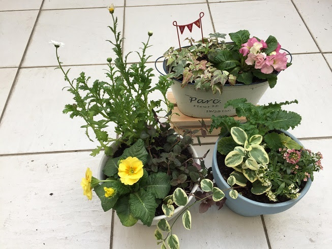 冬の寄せ植えその2 玄関前を鮮やかに Uターン主婦 ありふれた生活