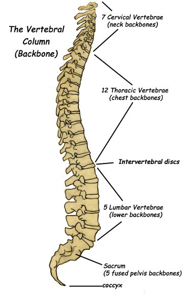 Label the Parts of the Backbone (Vertebral Column)