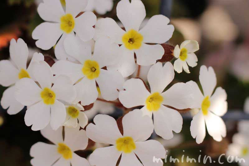 プリムラシネンシスの花言葉 名前の由来 雪桜 寒桜 みみみんブログ