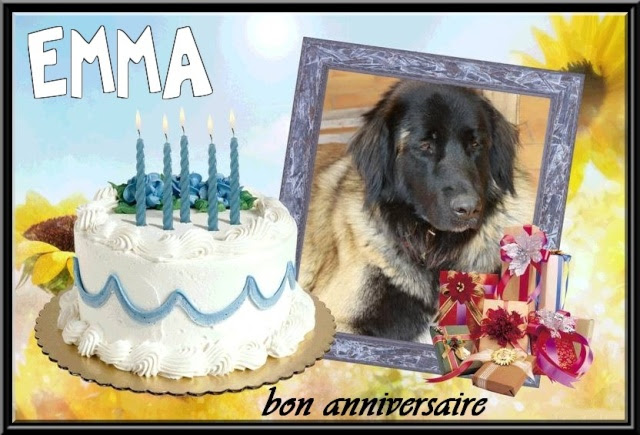 Vive Les Chiens Anniversaire Emma Emmajolie