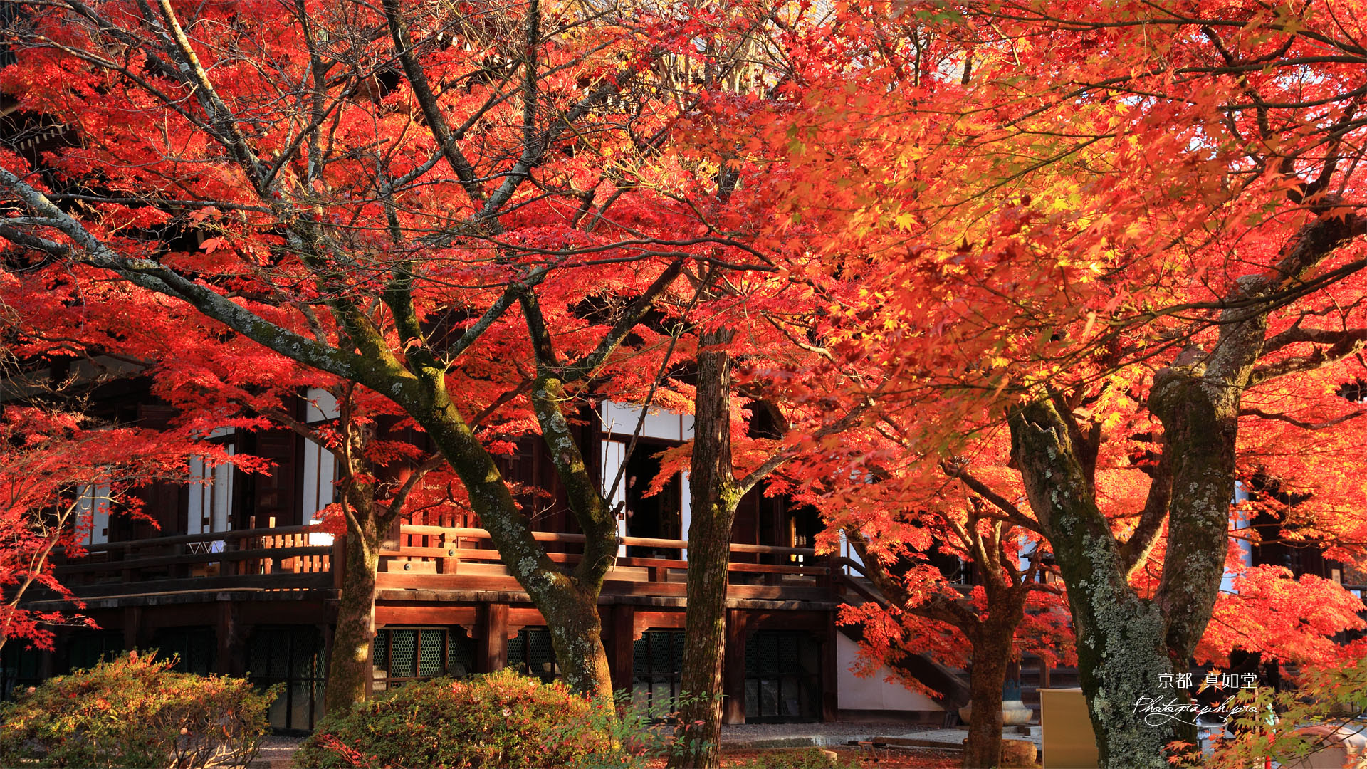 真如堂本堂前の紅葉 の壁紙 19x1080