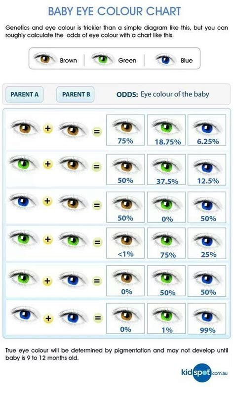  genetic chart parents kids google search in 2020 eye color chart