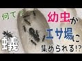[最も共有された！ √] 蟻 餌を運ぶ 225964-蟻 餌を運ぶ