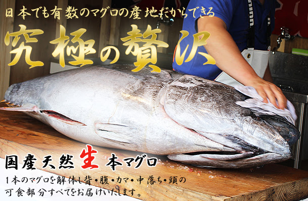 松前産 生 本マグロ 1本丸ごと発送します ほのぼの本舗株式会社
