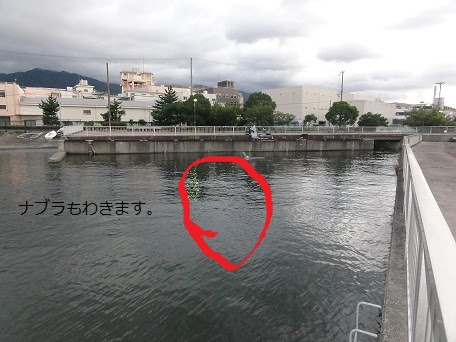 釣りポイント 兵庫県神戸市灘区 シーバス スズキ タチウオ イカ チヌ キス カンパチ 神戸製鋼付近 良く釣れます 尼崎市 伊丹市 西宮市 川西市 宝塚市 神戸市 吹田市 豊中市 激安エアコン取付工事の共栄グループ 楽天ブログ