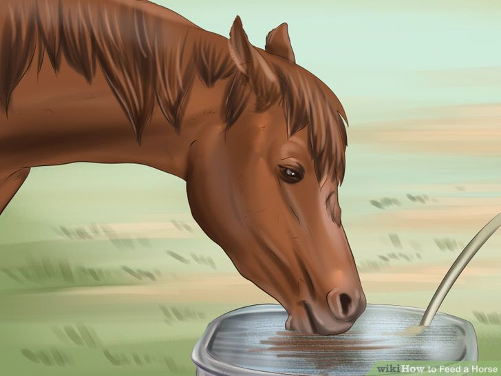 Feed a Horse Step 1 Version 2.jpg