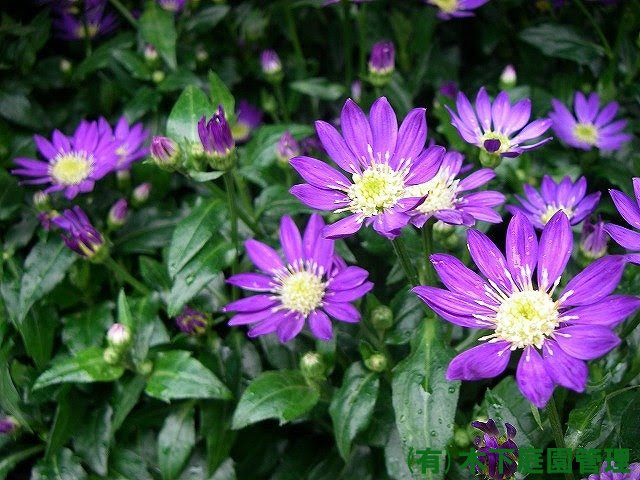 花図鑑 シェード 日陰 ミヤコワスレ