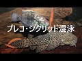 [新しいコレクション] 金魚 プレコ 混泳 586156-金魚 プレコ 混泳