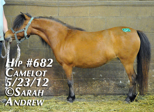 Hip #682