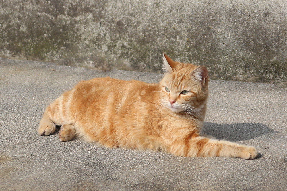 寝てる時や起きてる時に猫の背中がピクピク痙攣する本当の理由