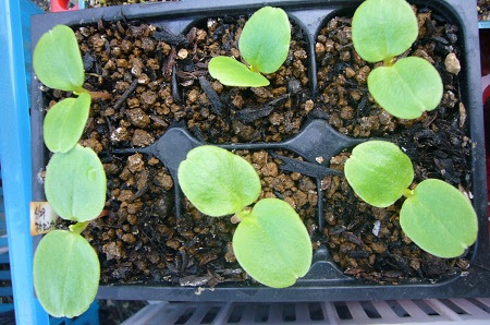 ホウセンカの育て方 種まきや苗植えの時期とコツは 花言葉はこんな悲しいことだとは 生活の知恵 お役立ち情報