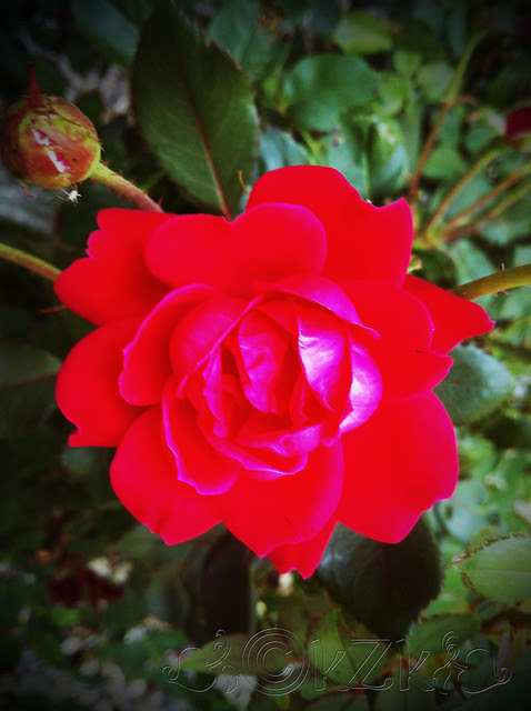 IMG_8834 Rose