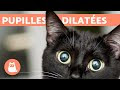 Chat yeux rond noir 342612-Chat yeux rond noir
