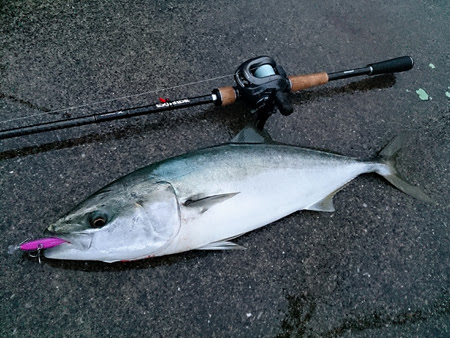 バスタックルでショアワラサ Hooking 三重県伊勢志摩の釣りブログ