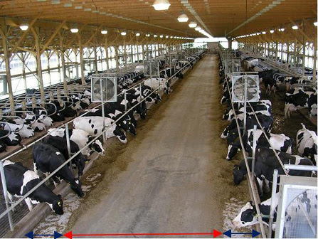 Pak Dairy Info - Free Stall Housing System
