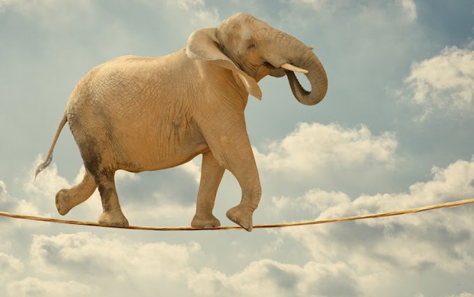 Quantas formigas seriam necessárias para levantar um elefante?