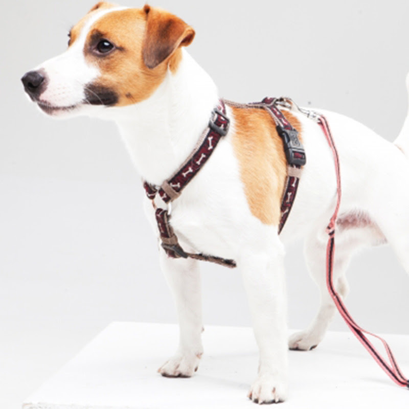 愛犬家歴15年が選ぶおすすめ犬のハーネス 用途と種類を徹底解説します