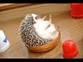 癒し動物 可愛い 動物 画像 152101