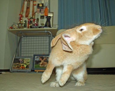 うさぎの変顔です 跳ねるもの飛ぶもの走るものの写真多し 楽天ブログ