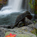 Leaf at Moose Falls