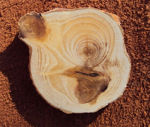 Дефекты древесины, пасынок древесины