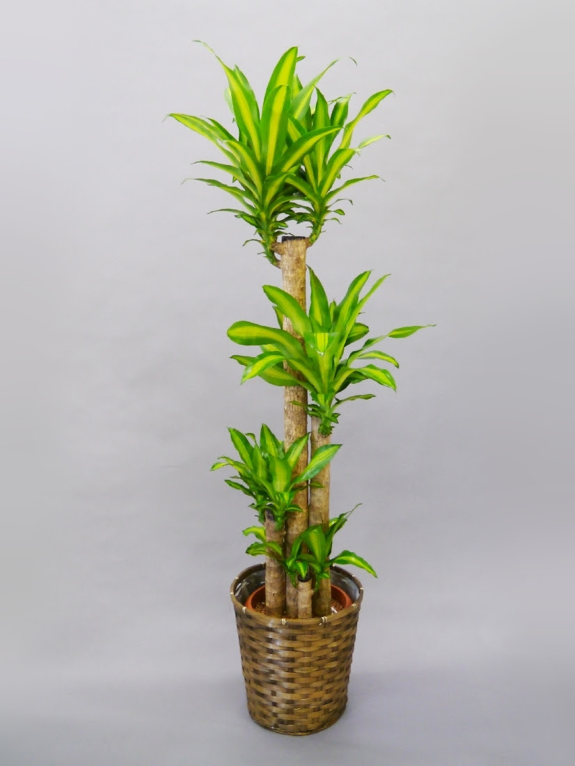 観葉植物 幸福の木 マッサン フローリスト花恋 お祝い花ならお任せ 即日対応 最短2時間 全国配送ok