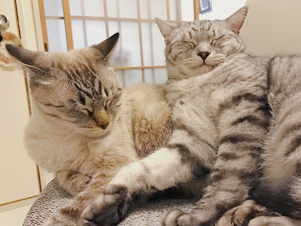 仲良し 今日も猫と