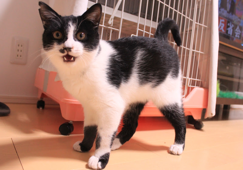 子猫ネコの子この猫パンダ Well Cat Home タンタン