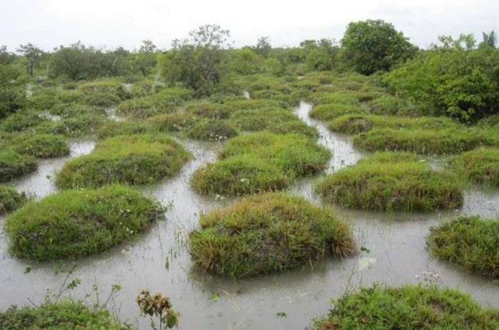 تلال من صنع دودة الأرض