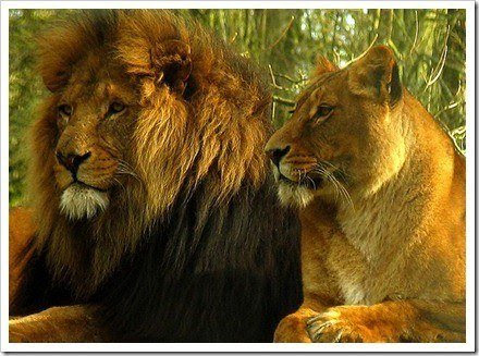 mejores fotos de leones
