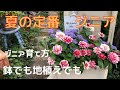 【ベストコレクション】 地植え 花 夏 293562-地植え 花 夏
