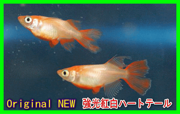 メダカ販売 メダカ通販 趣味のめだか おおさと