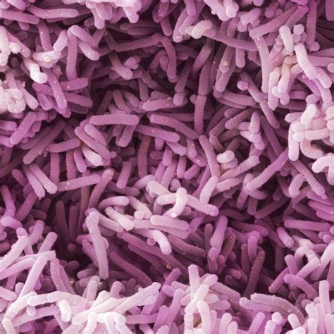 lactobacillus casei shirota bacteria sem photograph