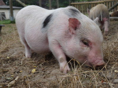 Cochon Miniature