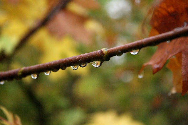 raindrops, riverside park