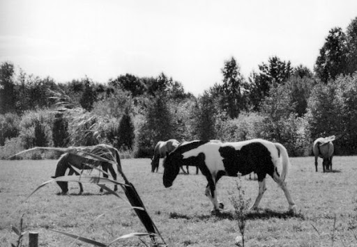 Kujutis