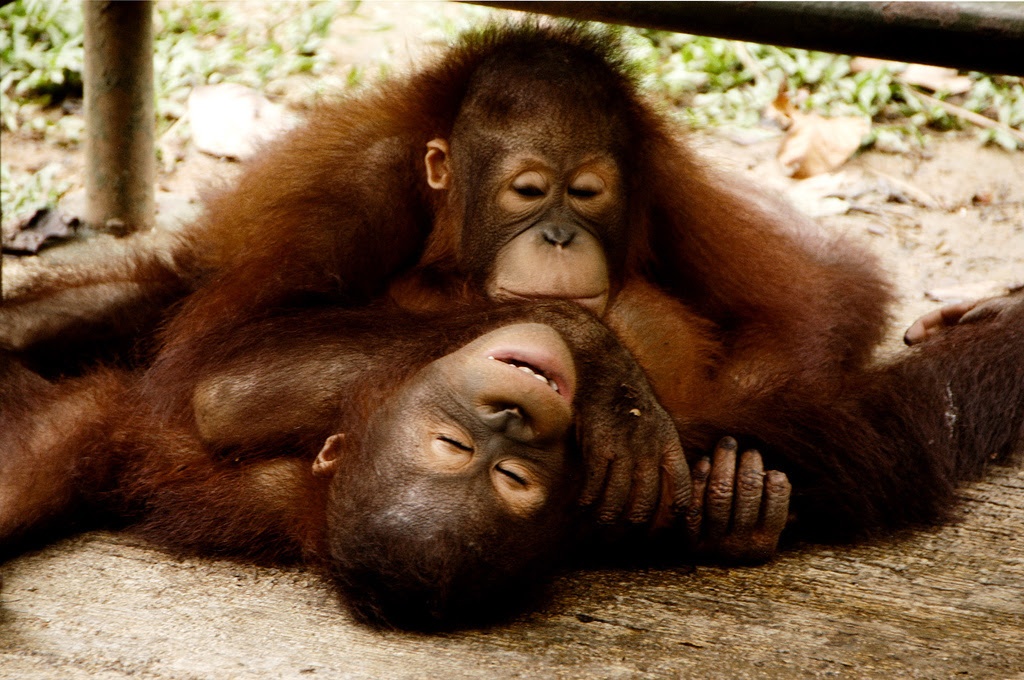 フリー画像 動物写真 哺乳類 猿 サル 子猿 オランウータン 寝顔 寝相 寝姿 画像素材なら 無料 フリー写真素材のフリーフォト