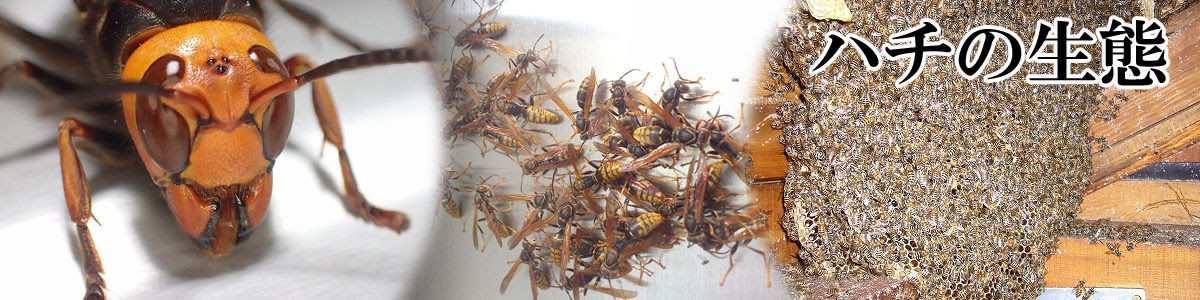 ハチの生態 株式会社三共リメイク