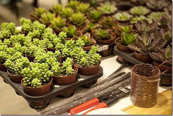 用多肉植物做聖誕花圈 讓我家大門好有面子 人字拖小姮隨便寫 痞客邦