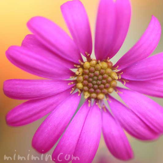 ブラキカム ヒメコスモス の花の写真 花言葉 名前の由来 みみみんブログ