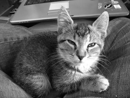 Sleepy Sadie