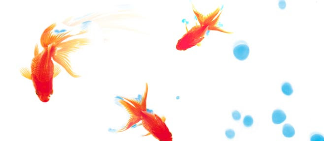 Aquazone Xp 金魚本体pack