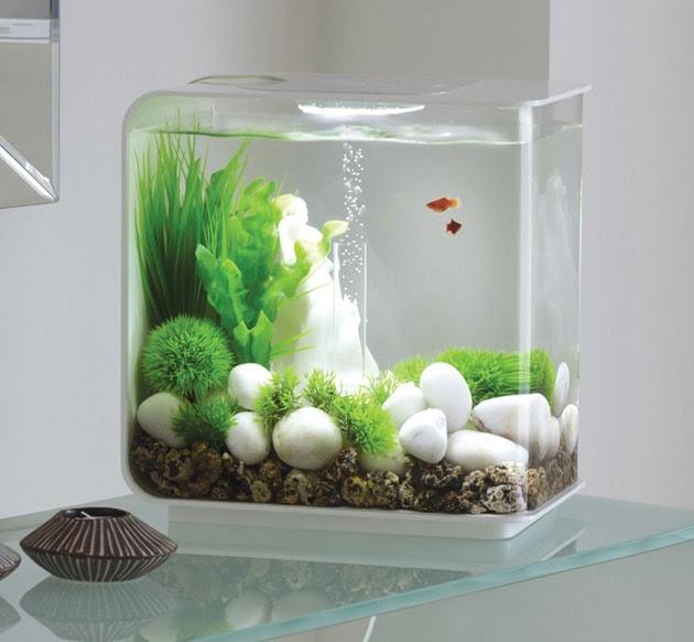 Entretien d'un aquarium de poissons - Self Cleaning Fish Tank 1